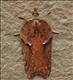 1054 (49.076) Acleris cristana